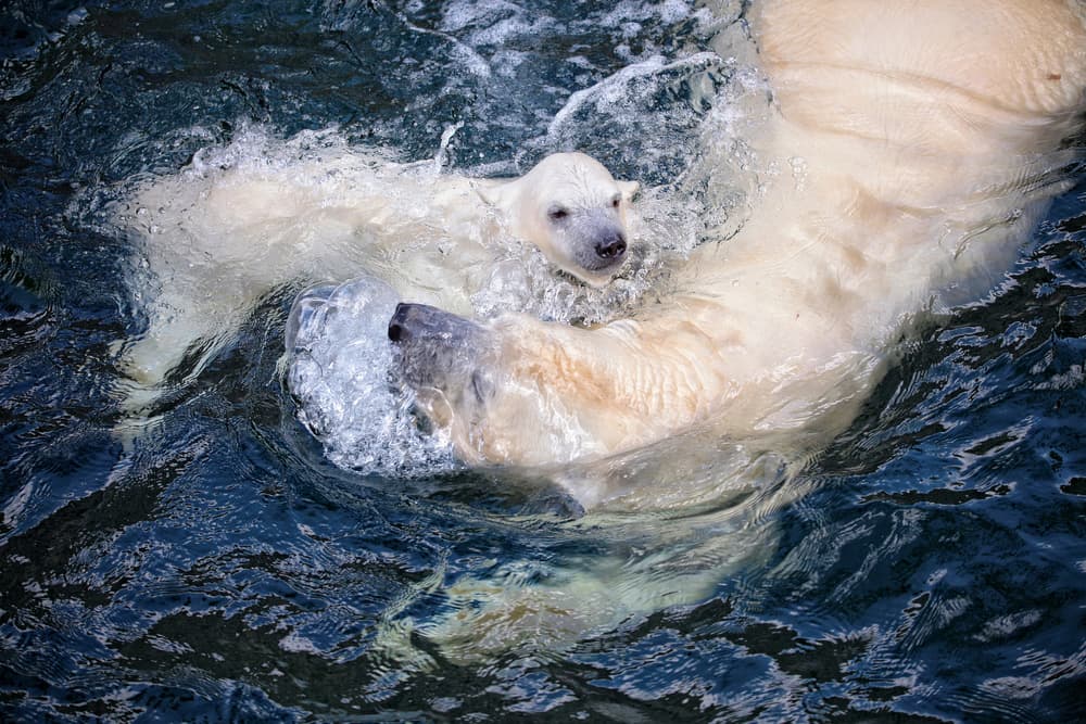 Polar Bear Cub Swim by Antje Wenner-Braun — canvas wall art