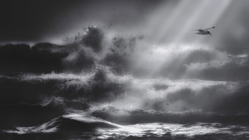 Seagull Over Rough Seas by David Manusevich — canvas wall art