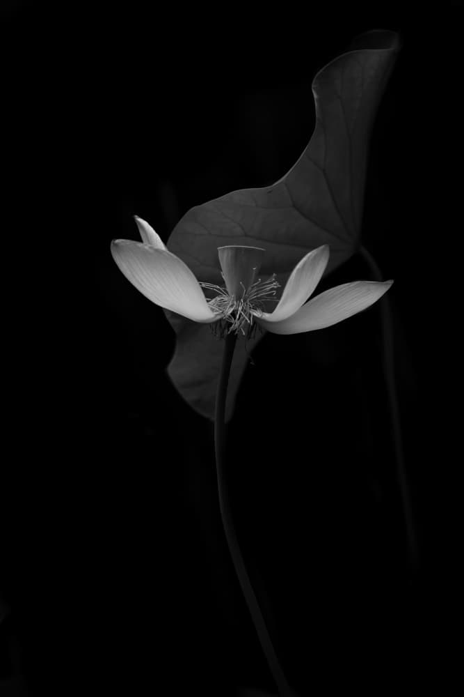 Serene Lotus Bloom by Catherine Wang — canvas wall art