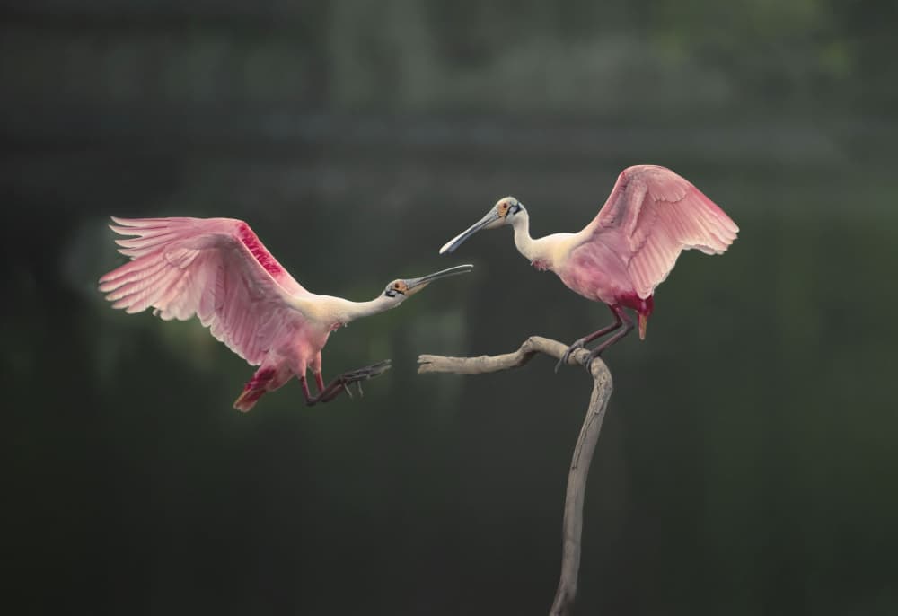 Graceful Pink Spoonbills by Larry Deng APA — canvas wall art