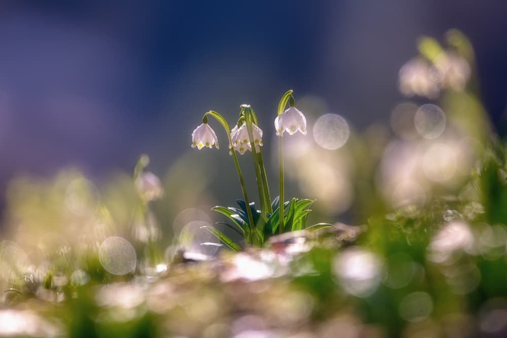 Spring Snowdrop Blooms by Judith Kuhn — canvas wall art