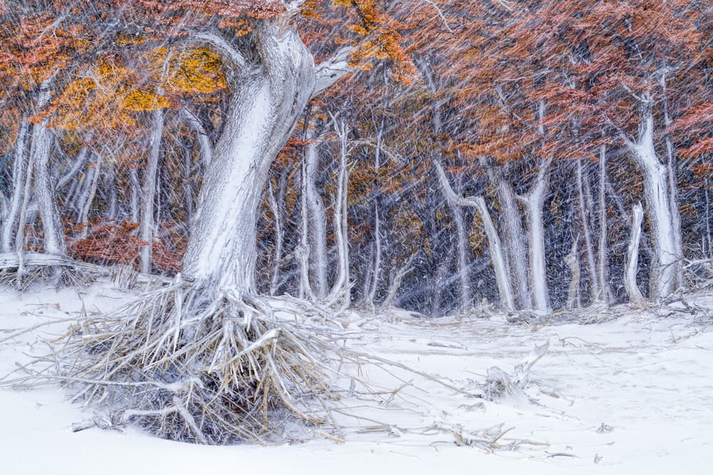 Winter Forest Snowfall by John Fan — canvas wall art