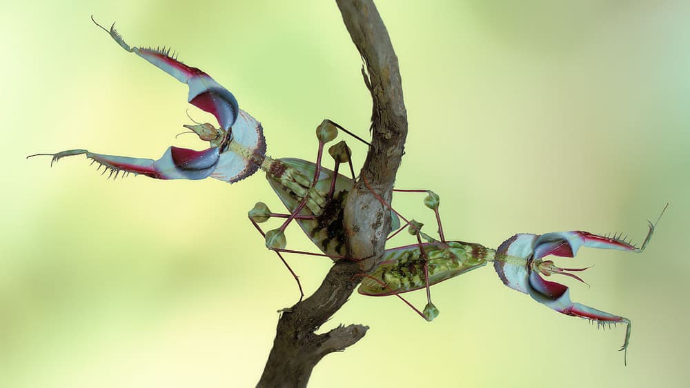 Vivid Orchid Mantises by Jimmy Hoffman — canvas wall art