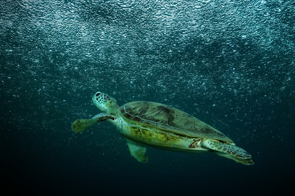 Graceful Sea Turtle by Serge Melesan — canvas wall art