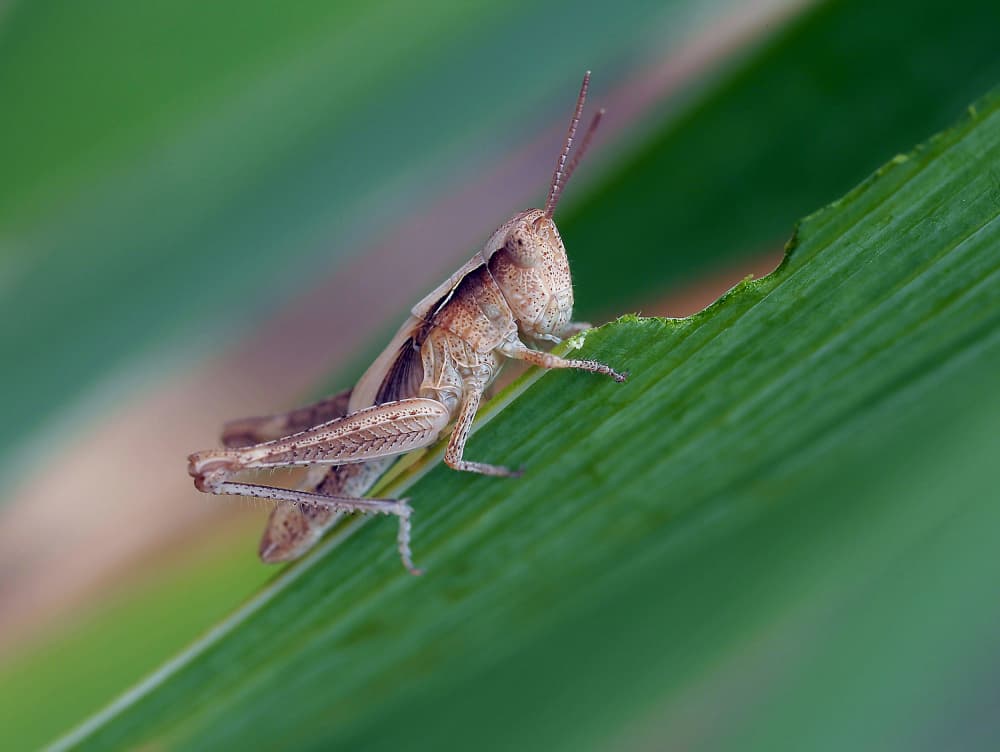 Grasshopper Eating Green Leaf by Thierry Dufour — canvas wall art