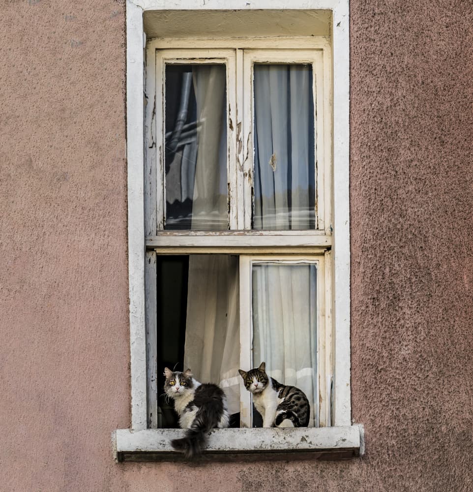 Window Sill Cats by Ömer Ates Kızıltug — canvas wall art