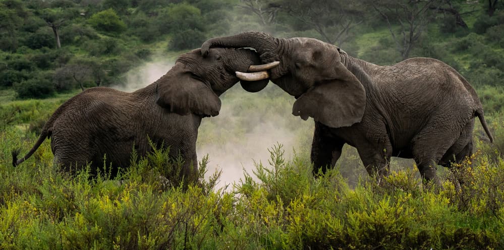 Powerful Elephant Interaction by Rajat Dhesi — canvas wall art