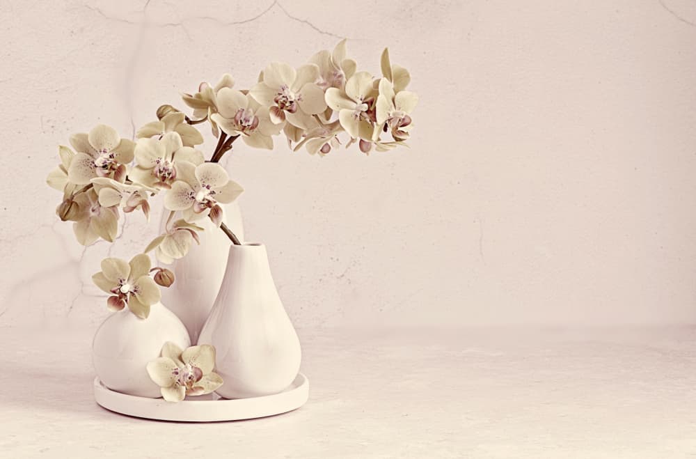 Soft Orchid Still Life by Jacky Parker — canvas wall art