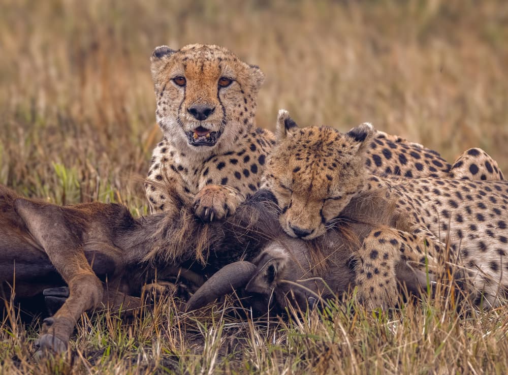 Cheetahs After The Hunt by Hamza Qarooni — canvas wall art