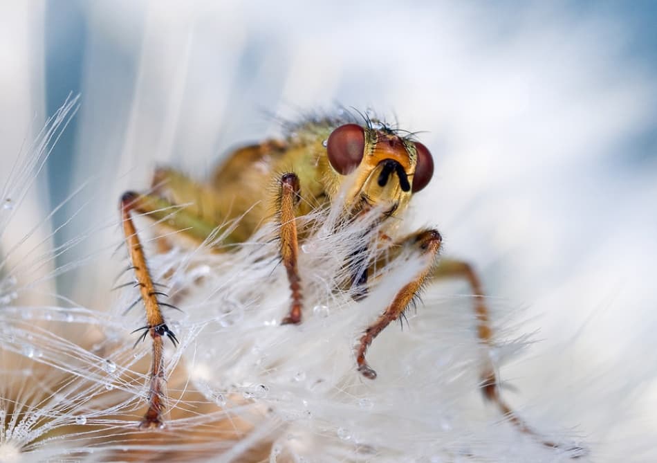Dandelion Fly with Dewdrops by Ales Komovec — canvas wall art