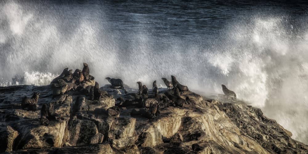 Wild Seals Crashing Waves by Pavol Stranak — canvas wall art