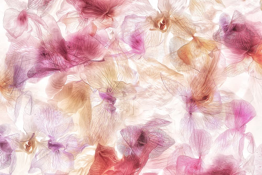 Ethereal Orchid Petals by Ludmila Shumilova — canvas wall art