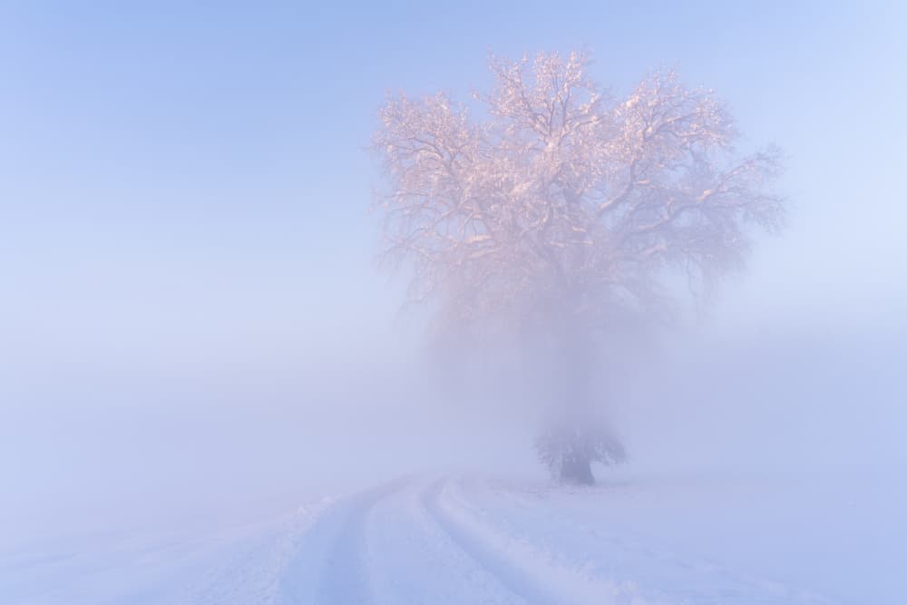 Misty Winter Dawn by Norbert Maier — canvas wall art