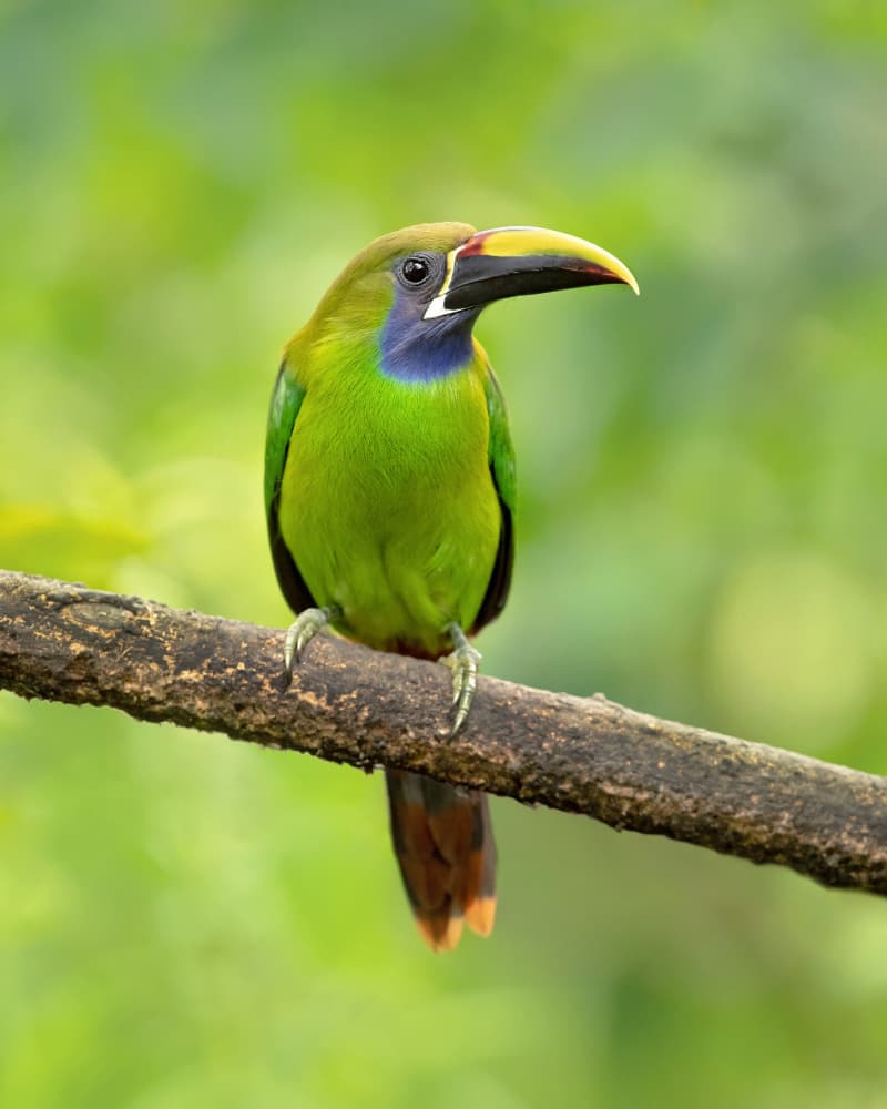 Vibrant Green Toucanet by Milan Zygmunt — canvas wall art