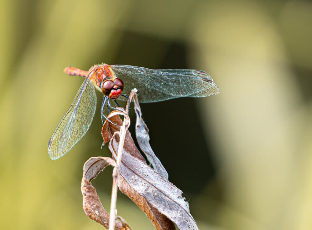 Vibrant Red Dragonfly by Fred Louwen — canvas wall art