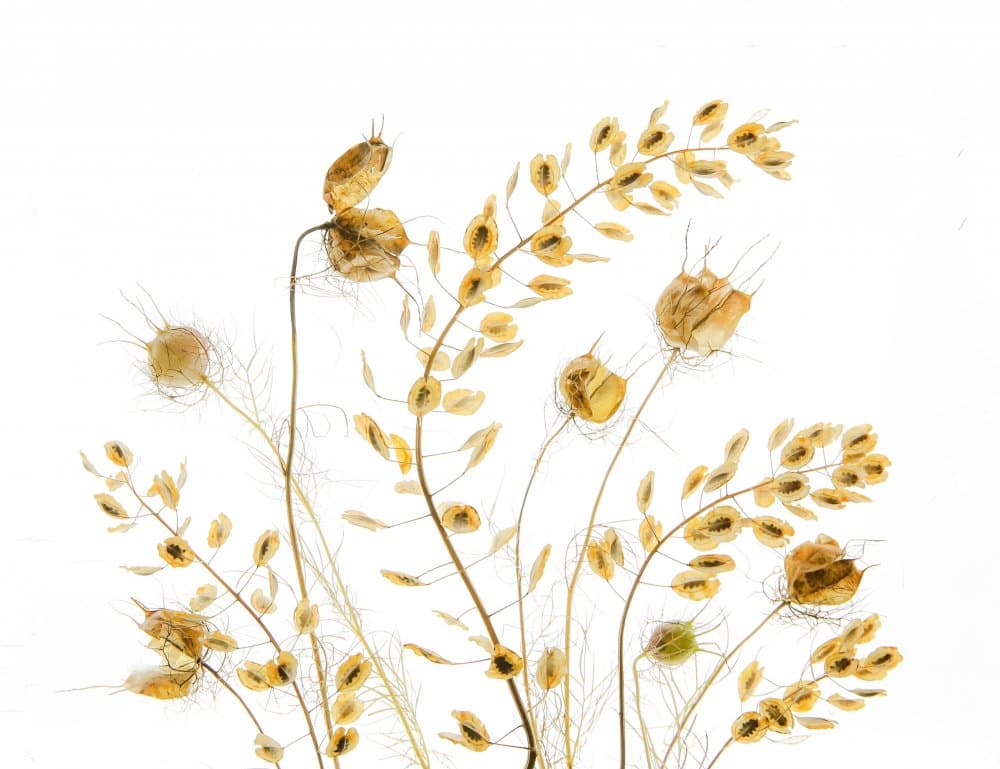 Delicate Seed Pods by Fangping Zhou — canvas wall art