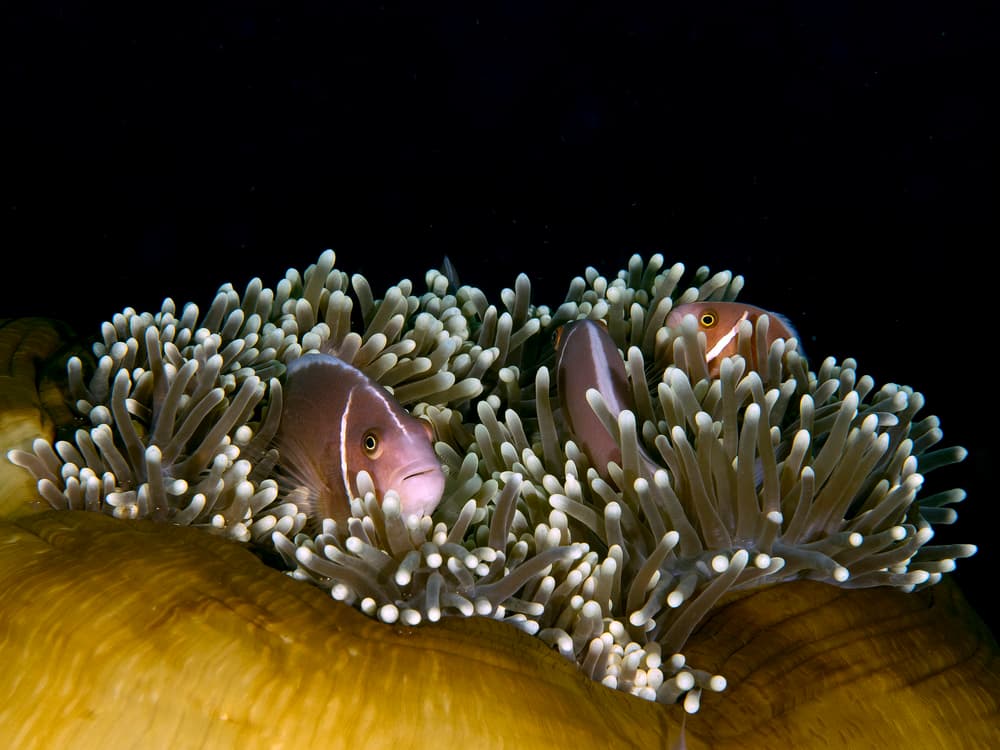 Three Clownfish Home by Ilan Ben Tov — canvas wall art