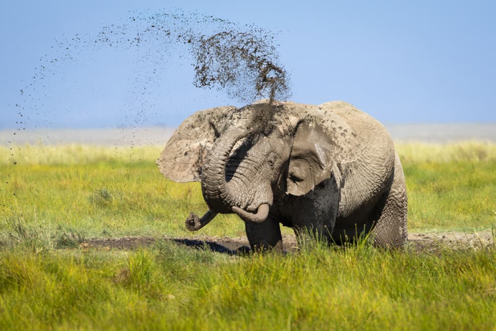 Elephant Mud Bath by Mark Strom — canvas wall art
