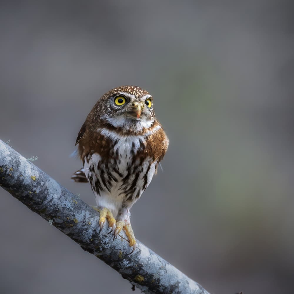 Alert Pygmy Owl by Taksing (吉星高照) — canvas wall art