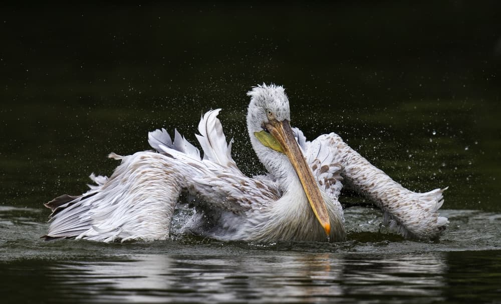 Wild Pelican Bathing by C.S. Tjandra — canvas wall art