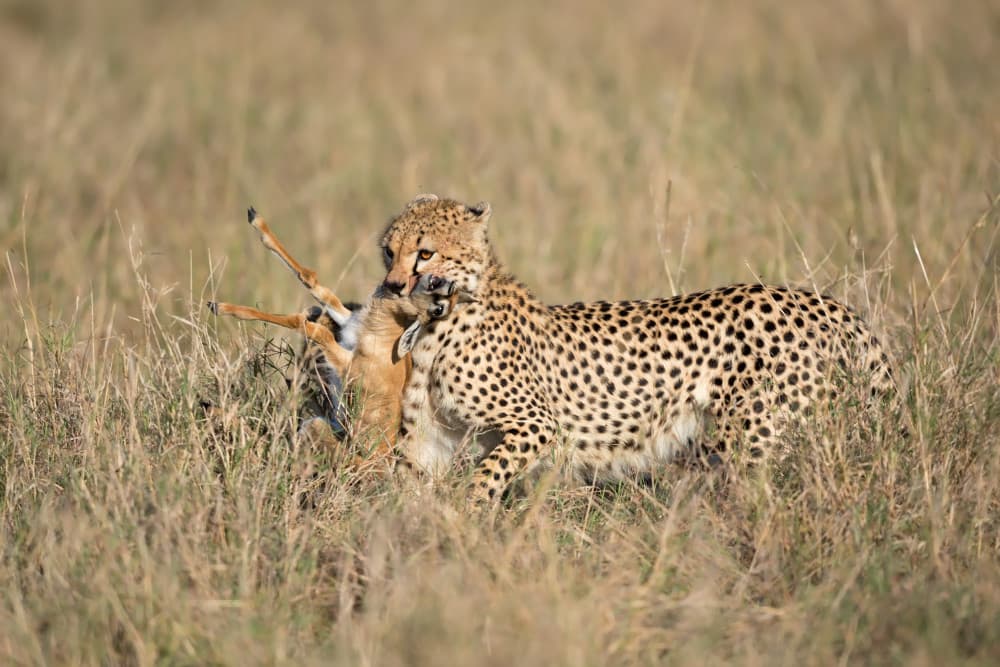 Cheetah's Wild Hunt by Marco Pozzi — canvas wall art