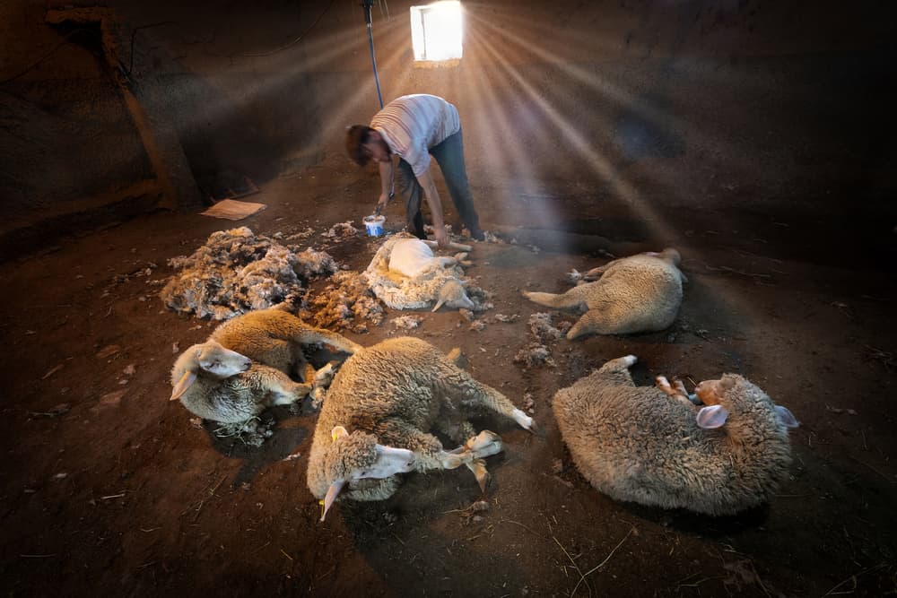 Sheep Shearing Barn Light by Mustafa Binol — canvas wall art