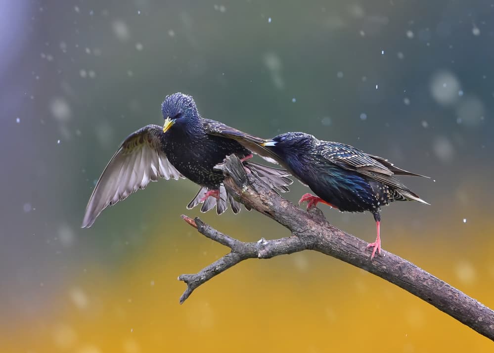 Starlings In Snow by Rob Li — canvas wall art