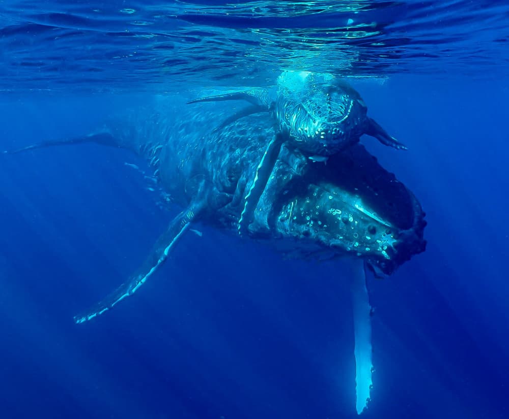 Mother Humpback Calf by KIMIO KOBAYASHI — canvas wall art