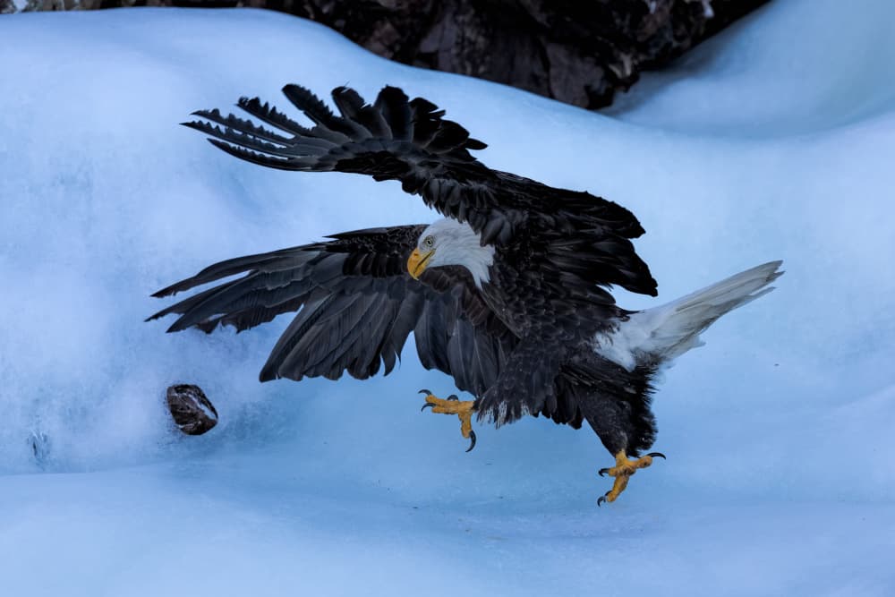 Majestic Eagle Snowy Flight by Jun Zuo — canvas wall art