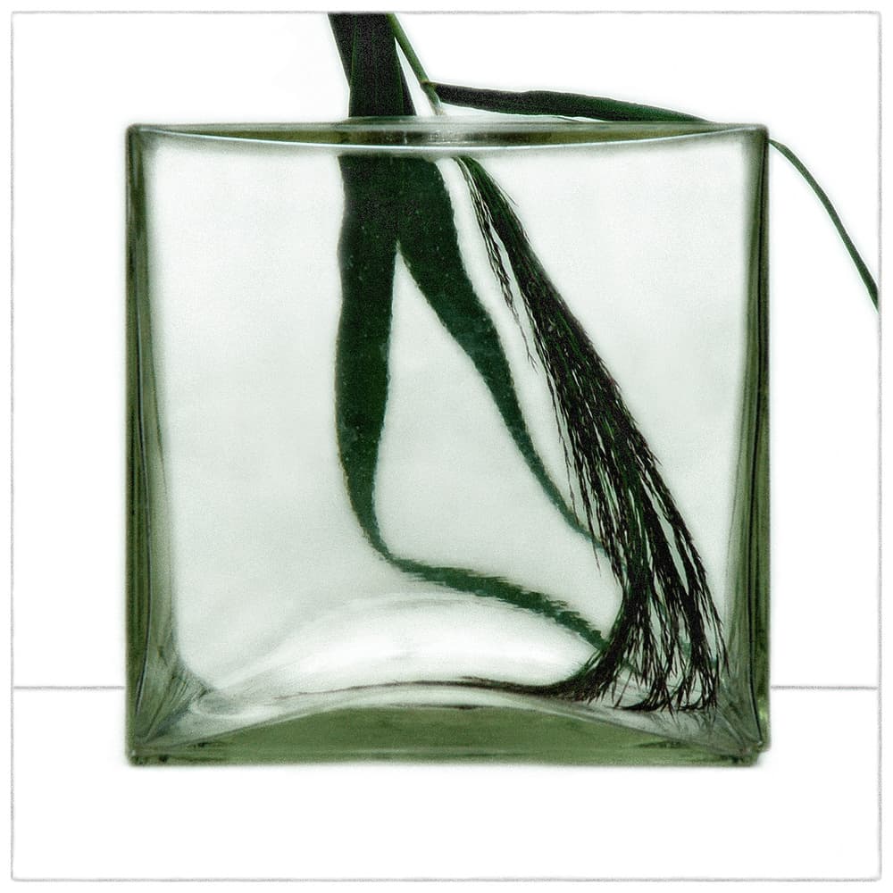 Plant Roots In Glass by Huib Limberg — canvas wall art