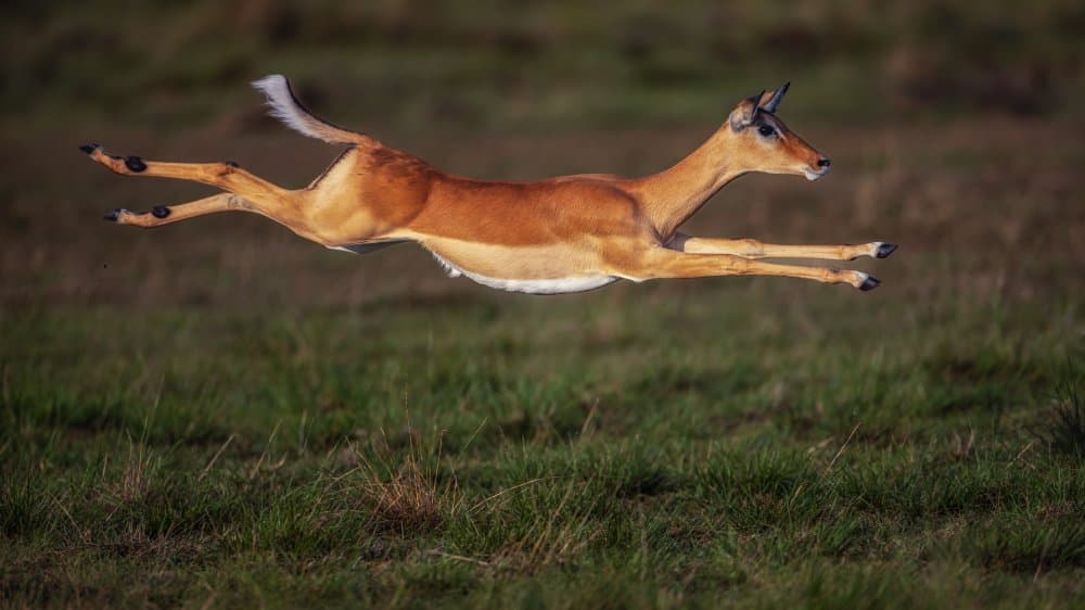 Leaping African Impala by Faisal ALnomas — canvas wall art