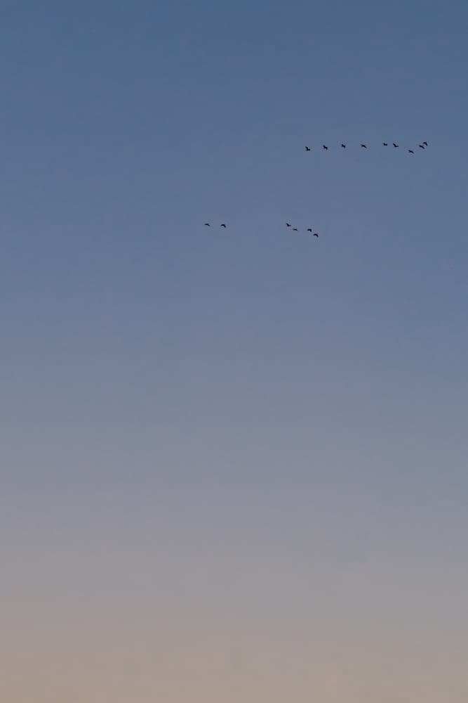 Graceful Birds At Dusk by Aimee Giles — canvas wall art