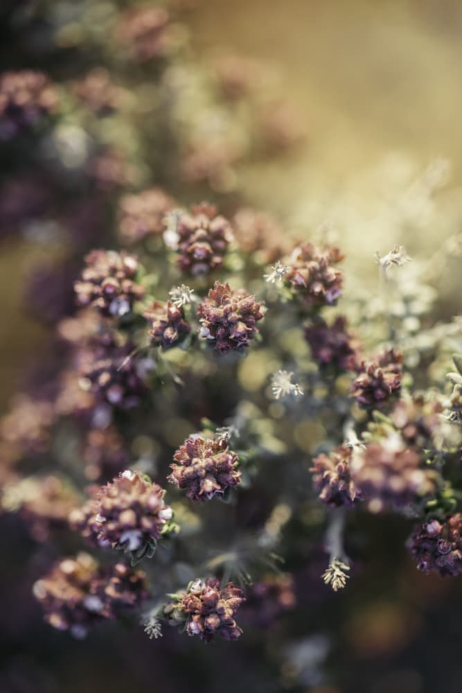 Soft Golden Blooms by Javier Pardina — canvas wall art