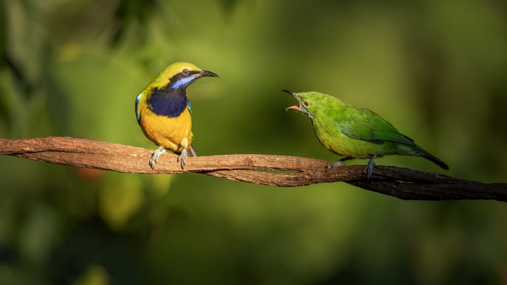 Vibrant Bird Conversation by tianhuayu — canvas wall art