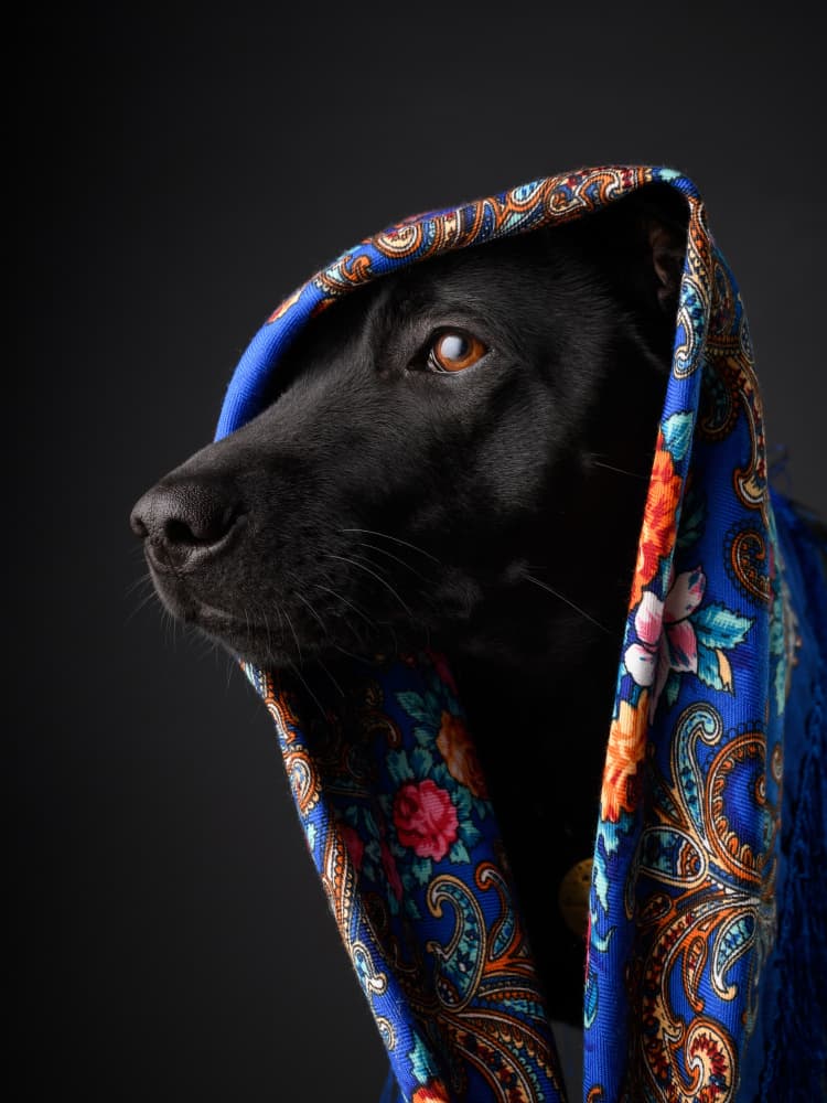 Black Dog in Floral Scarf by Rostovskiy Anton — canvas wall art