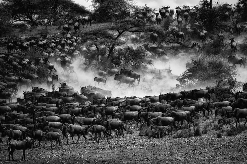 Great Migration Wildebeest by Mohammed Alnaser — canvas wall art