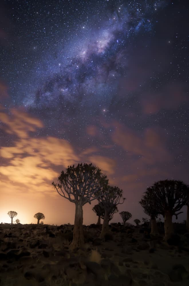 Milky Way Quiver Trees by joanaduenas — canvas wall art