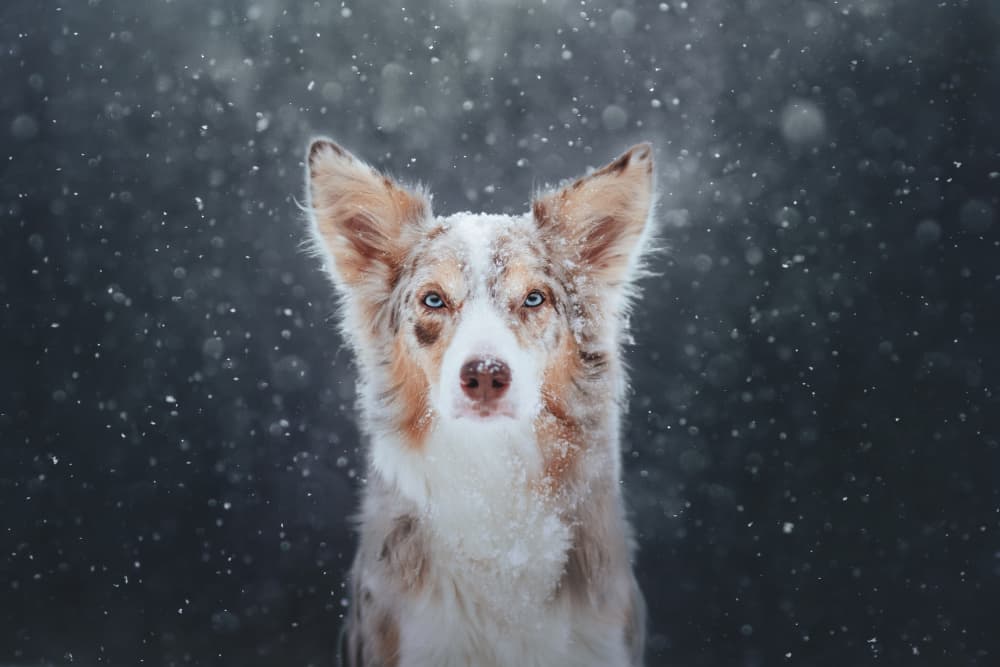 Blue Eyed Snow Dog by Ve Shandor — canvas wall art