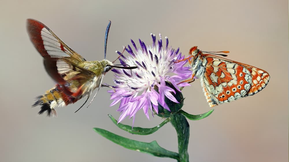 Hummingbird Moth Butterfly Flower by Jimmy Hoffman — canvas wall art