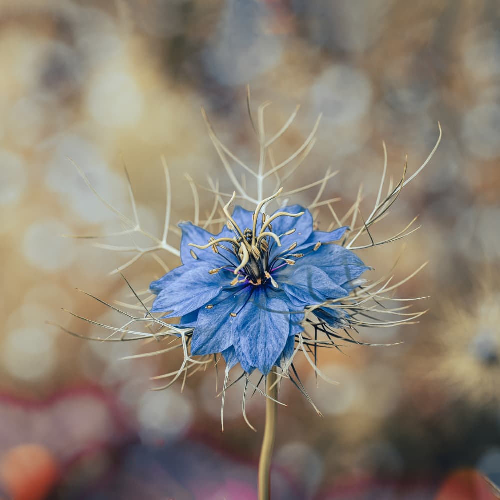 Blue Flower Bokeh by Hardik Pandya — canvas wall art