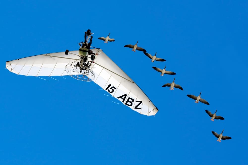 Flying with the Geese by Christian Roustan (Kikroune) — canvas wall art