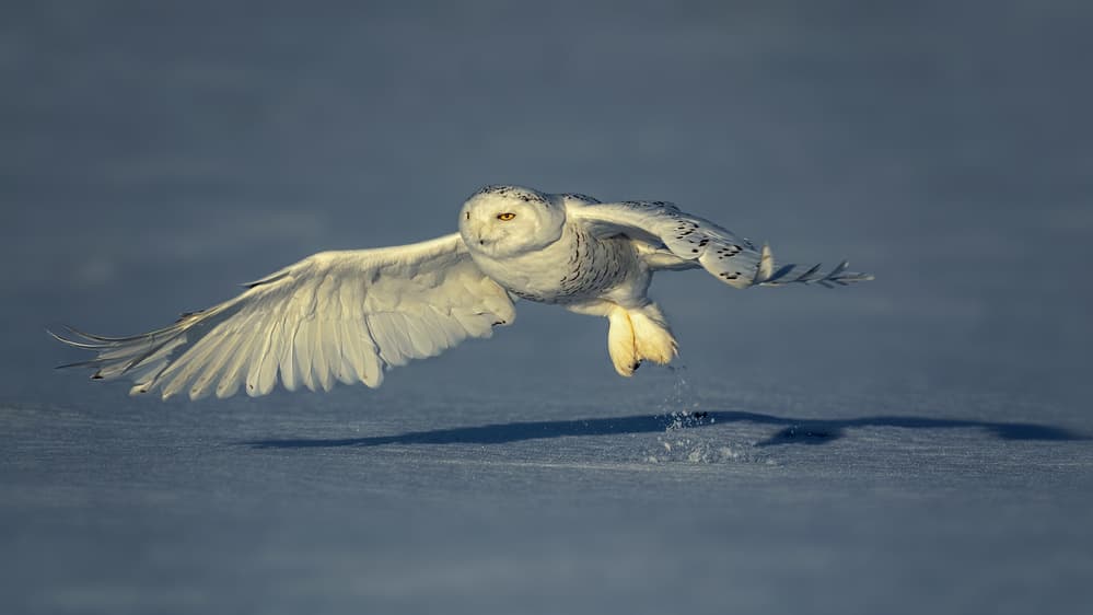 Snowy Owl Takes Flight by Annie Poreider — canvas wall art