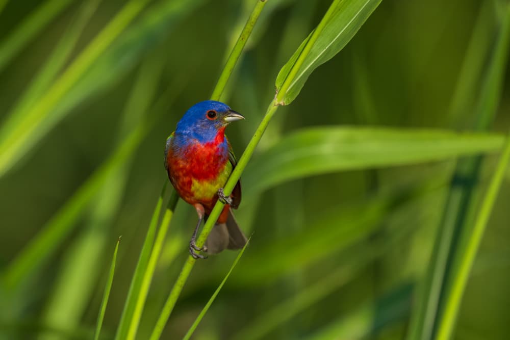 Vibrant Painted Bunting by Mike He — canvas wall art