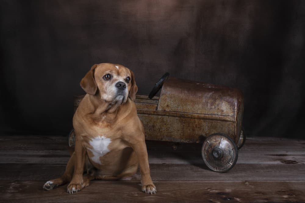 Charming Dog Old Car by Louise Wolbers — canvas wall art