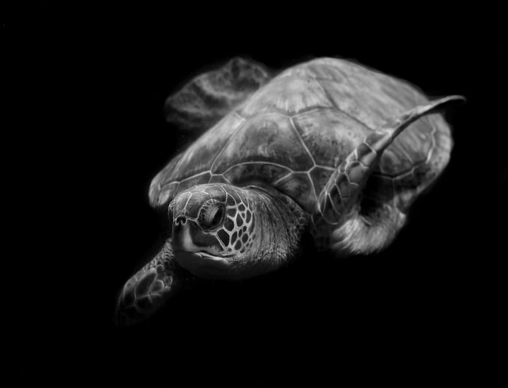 Graceful Ocean Turtle by Robin Wechsler — canvas wall art