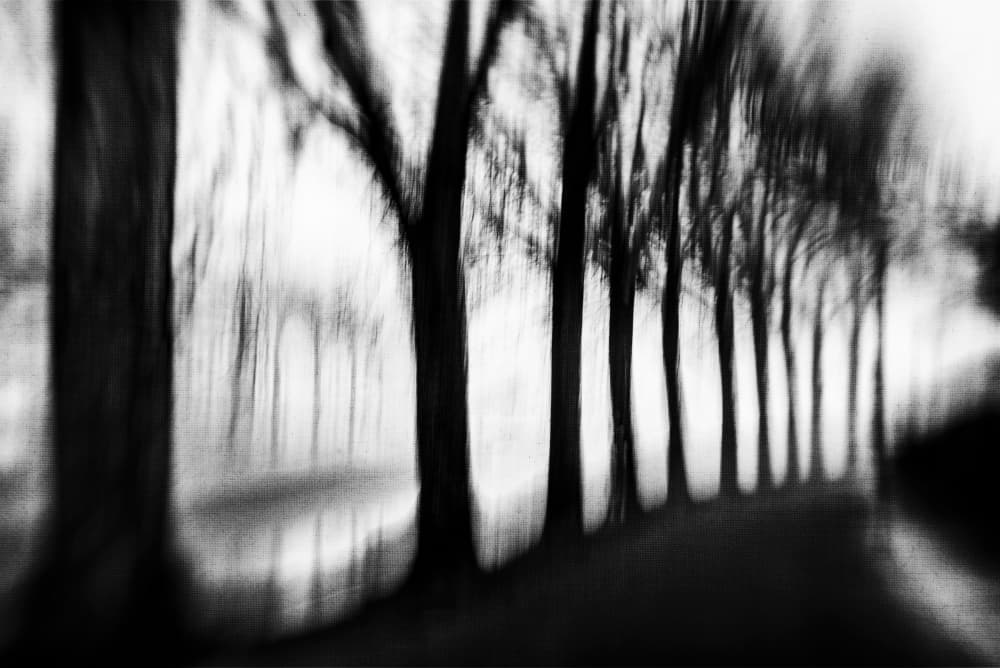 Blurred Tree Avenue by Imaginative — canvas wall art