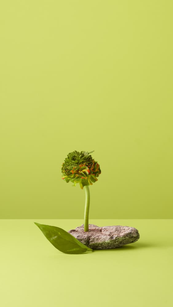 Nature's Calm Balance by Julia Ramiro — canvas wall art