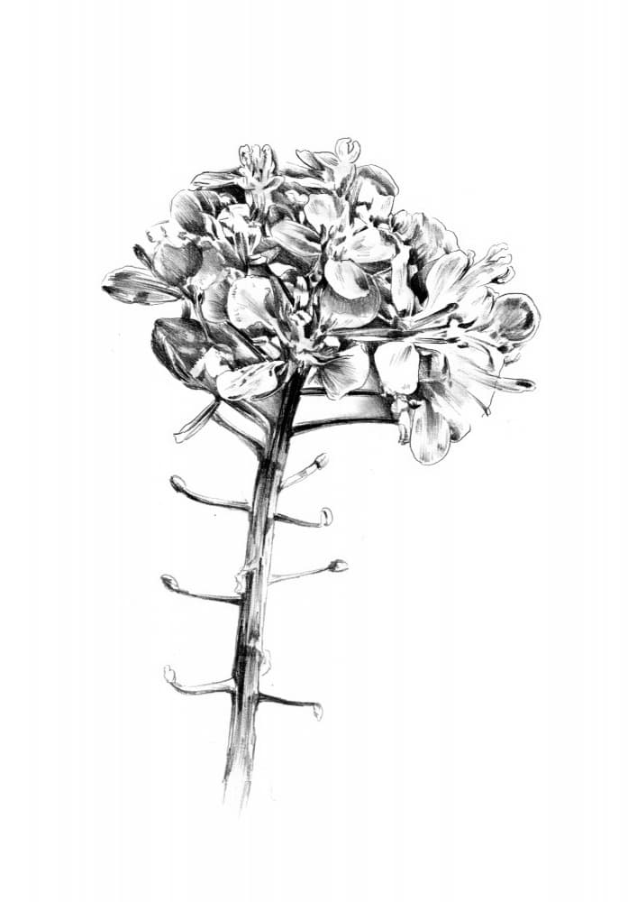 Delicate Floral Sketch by Kulik — canvas wall art