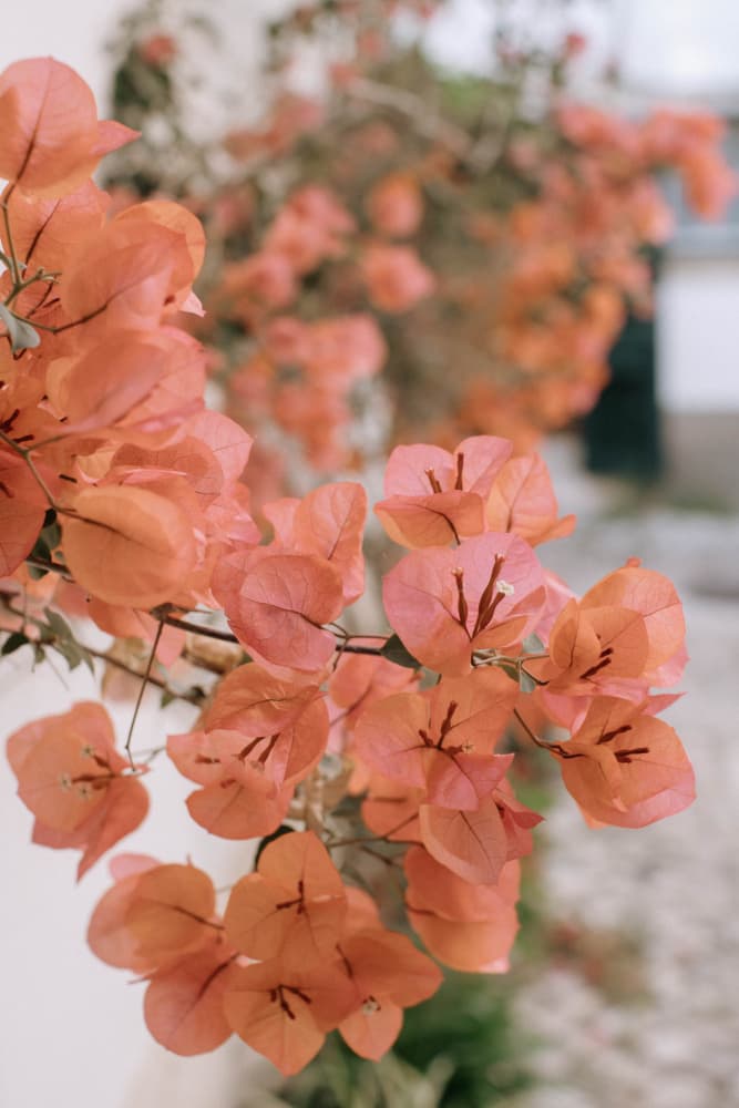 Vibrant Bougainvillea Blooms by Claudia Casal — canvas wall art