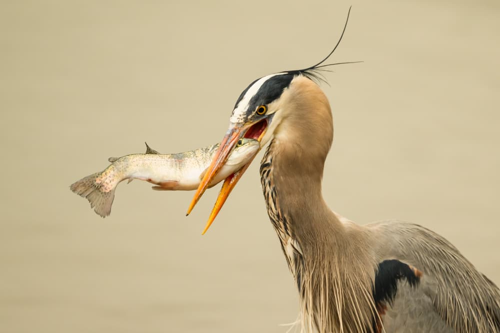 Heron Catches Fish by Moses Wang — canvas wall art
